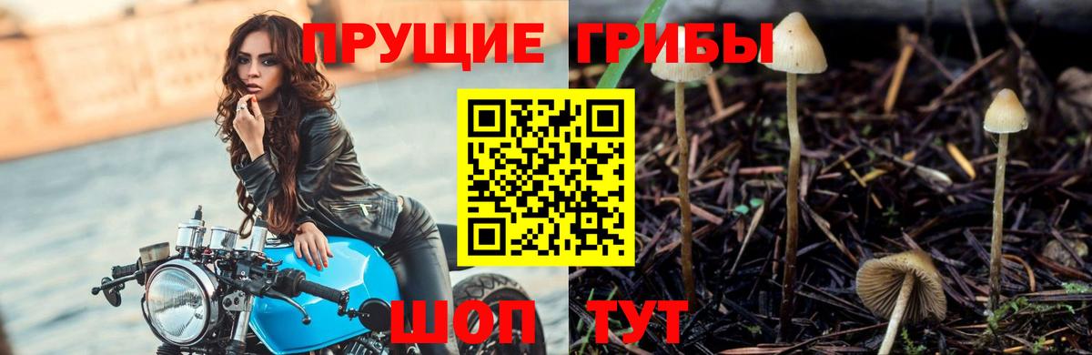 Галлюциногенные грибы Cubensis Переславль-Залесский